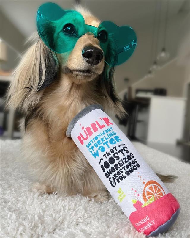 small dog with teal heart sunglasses sat on carpet holding plush dog toy shaped with twisted elix'r bubbl'r can