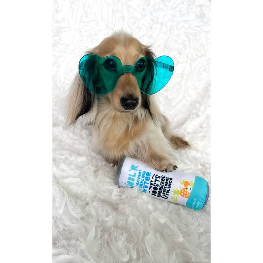 small dog wearing teal heart sunglasses sat on white blanket holding plush dog toy meant to look like tropical dream'r bubbl'r can