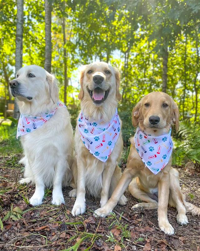3 dogs in woods wearing bubbl'r logo, cans and paw print patterned bandanas